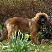 Leonberger Star Of Regulus Red Robin