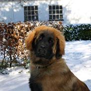Leonberger Star Of Regulus Red Robin