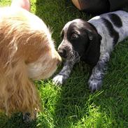 Cocker spaniel Line