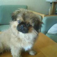 Pekingeser Leo
