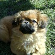 Pekingeser Leo