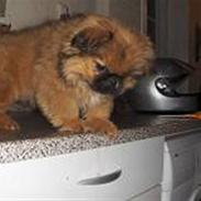 Pekingeser Leo