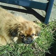 Pekingeser Leo