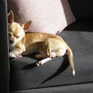 Chihuahua Ib Ib