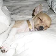 Chihuahua Ib Ib