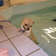 Chihuahua Ib Ib