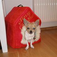 Chihuahua Ib Ib