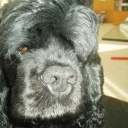 Amerikansk cocker spaniel Elvis