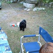 Amerikansk cocker spaniel Elvis