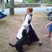 Amerikansk cocker spaniel Elvis