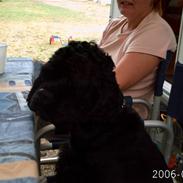 Amerikansk cocker spaniel Elvis