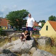 Amerikansk cocker spaniel Elvis