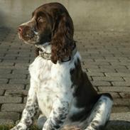 Engelsk springer spaniel Diamond ring star light