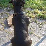 Staffordshire bull terrier Carla