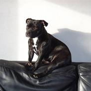 Staffordshire bull terrier Carla