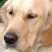 Golden retriever Beauty <3