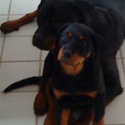 Rottweiler max