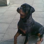 Rottweiler max