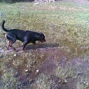 Rottweiler max