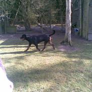 Rottweiler max