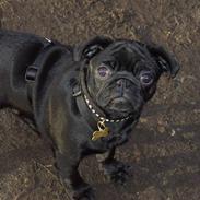 Mops Emma