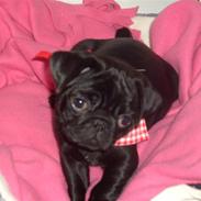 Mops Emma