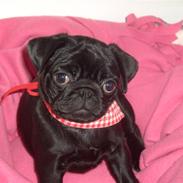 Mops Emma