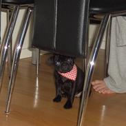 Mops Emma