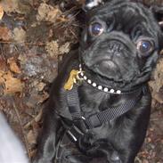 Mops Emma