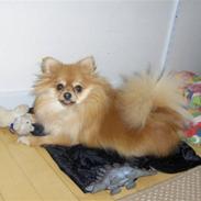 Pomeranian nuller