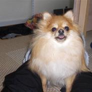 Pomeranian nuller