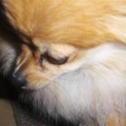 Pomeranian nuller