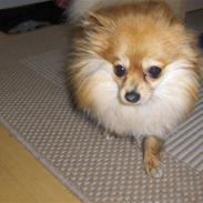 Pomeranian nuller