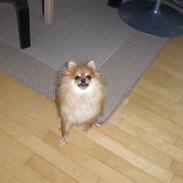 Pomeranian nuller