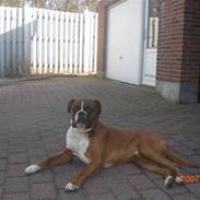 Boxer Rockey