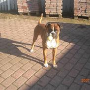 Boxer Rockey