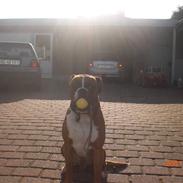 Boxer Rockey
