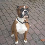 Boxer Rockey
