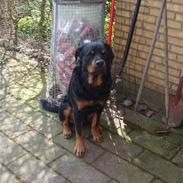 Rottweiler Jacko  *solgt*