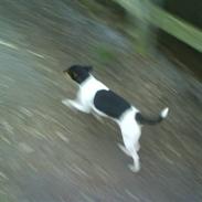 Glathåret foxterrier Kvik