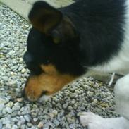 Glathåret foxterrier Kvik