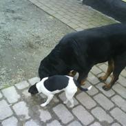 Glathåret foxterrier Kvik