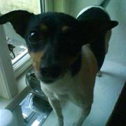 Glathåret foxterrier Kvik