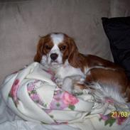 Cavalier king charles spaniel Elo