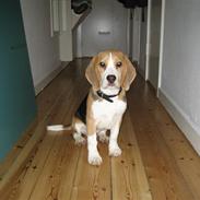 Beagle Scooby