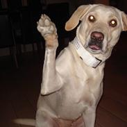 Labrador retriever Luna