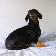 Gravhund Trunte Von Raltenborg