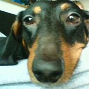 Gravhund Trunte Von Raltenborg