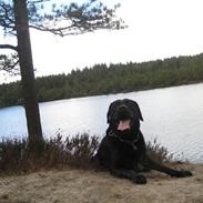 Labrador retriever Woodi