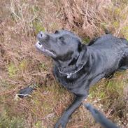 Labrador retriever Woodi